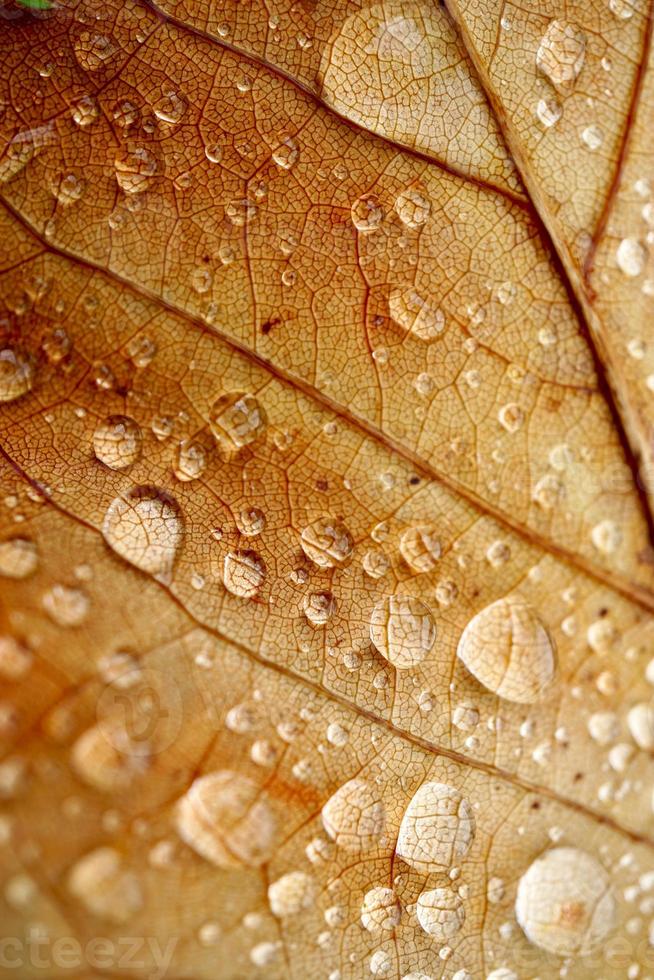 druppels op het bruine blad in regenachtige dagen foto