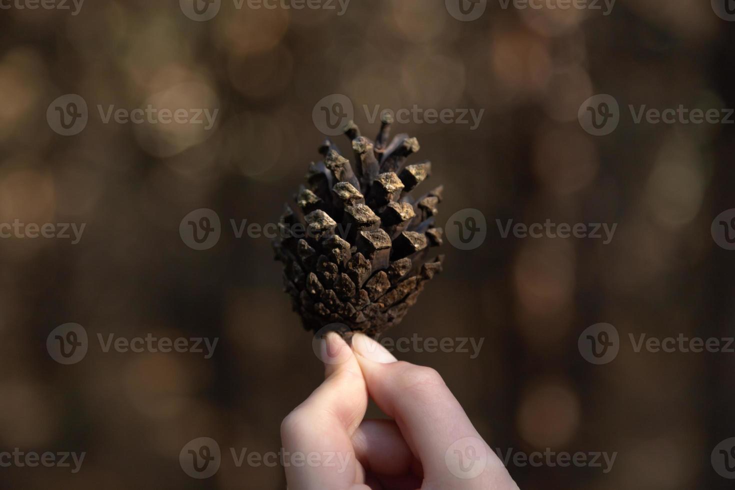 close-up van de hand van de vrouw met een dennenappel met een natuurlijke onscherpe achtergrond foto