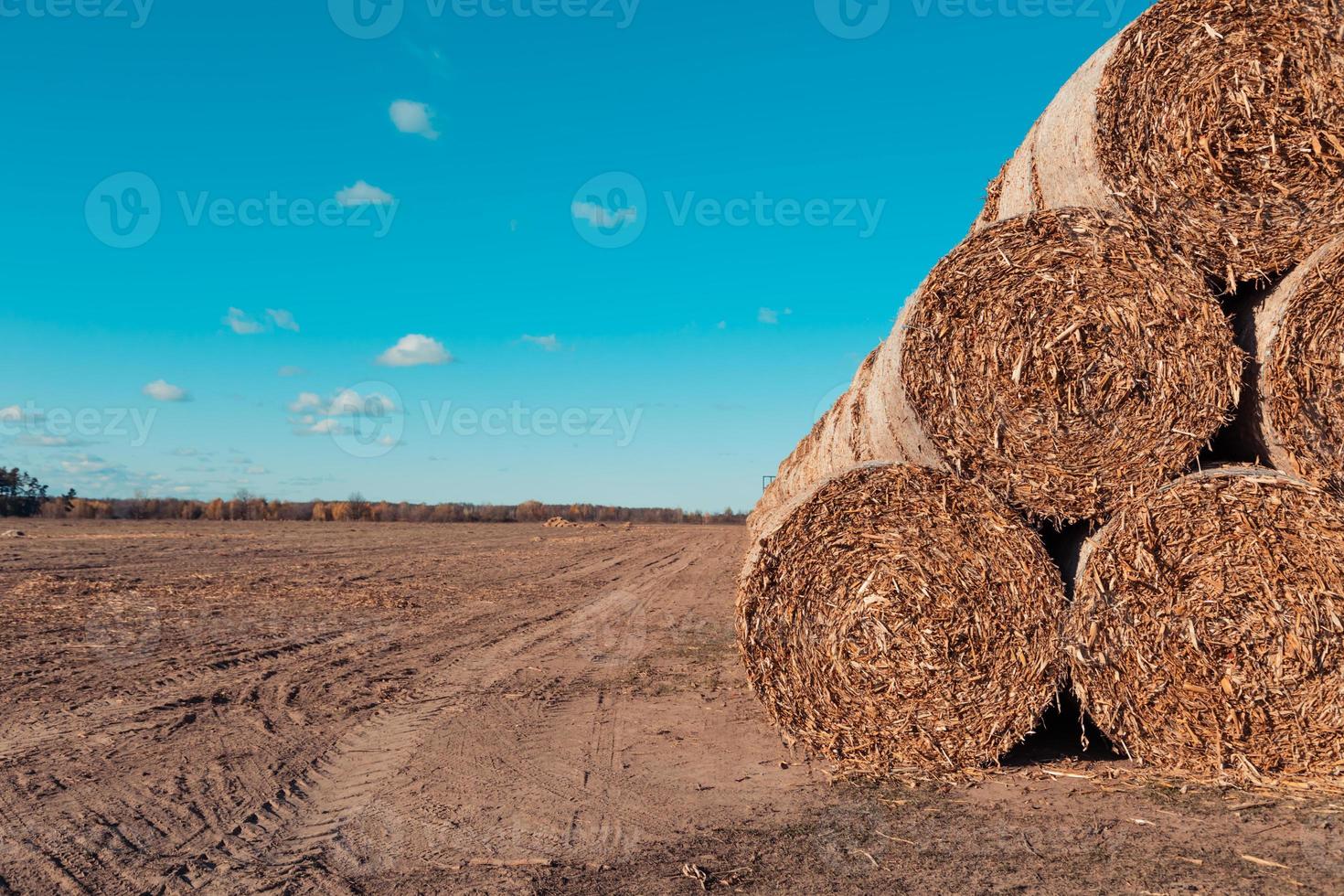 enorme stapels stro hooi in balen gerold op een geoogst veld tegen een blauwe lucht foto