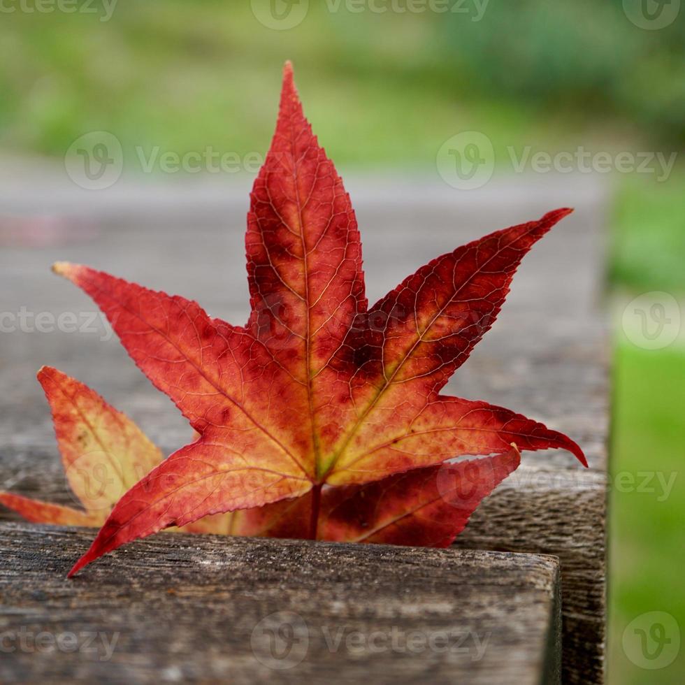 rood esdoornblad in de herfstseizoen foto