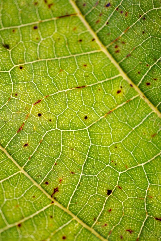 groene bladaders groene achtergrond foto