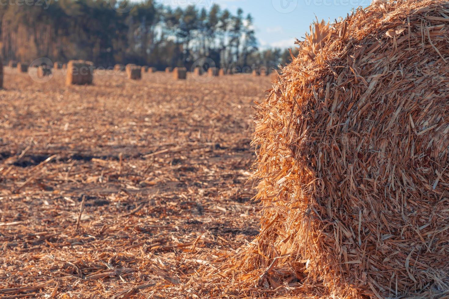 prachtig landschap van het platteland foto