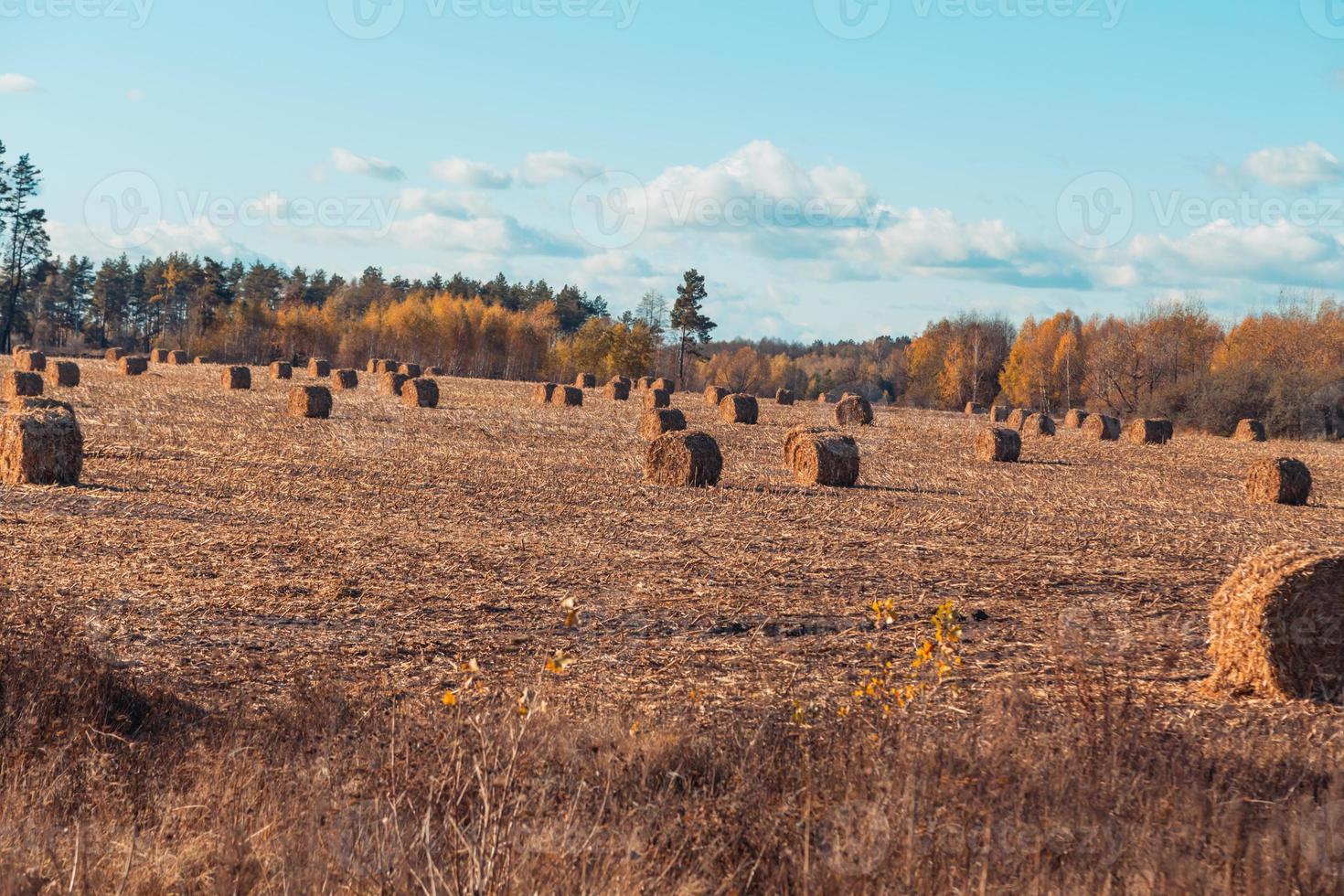 prachtig landschap van het platteland foto