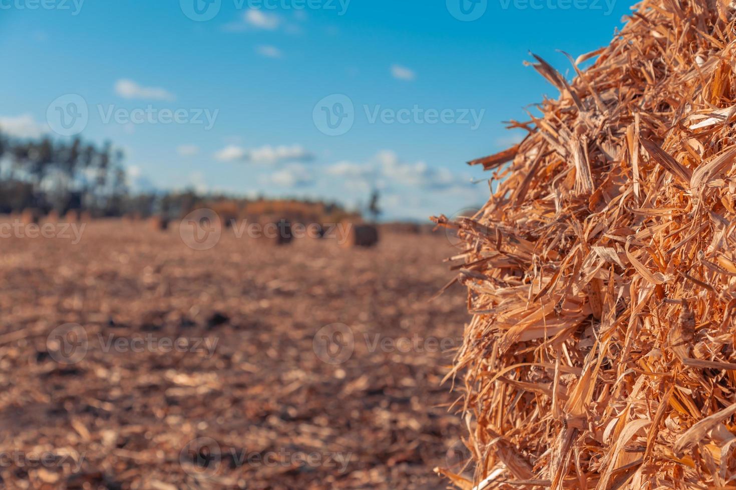 prachtig landschap van het platteland foto