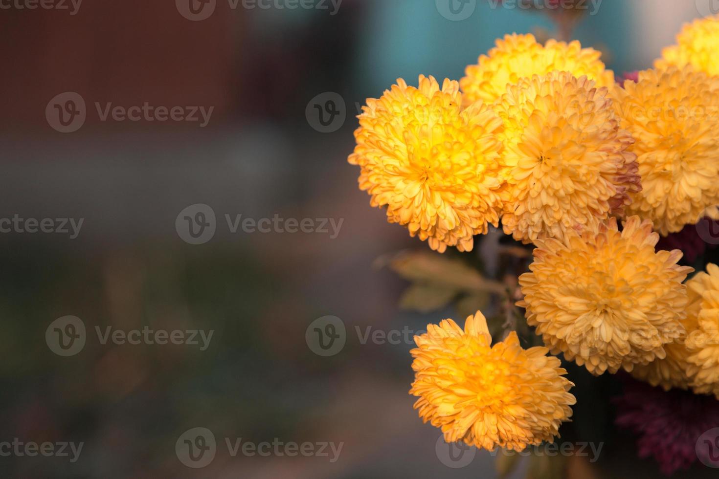 veel mooie bloemen in de tuin met kopie ruimte voor tekst foto