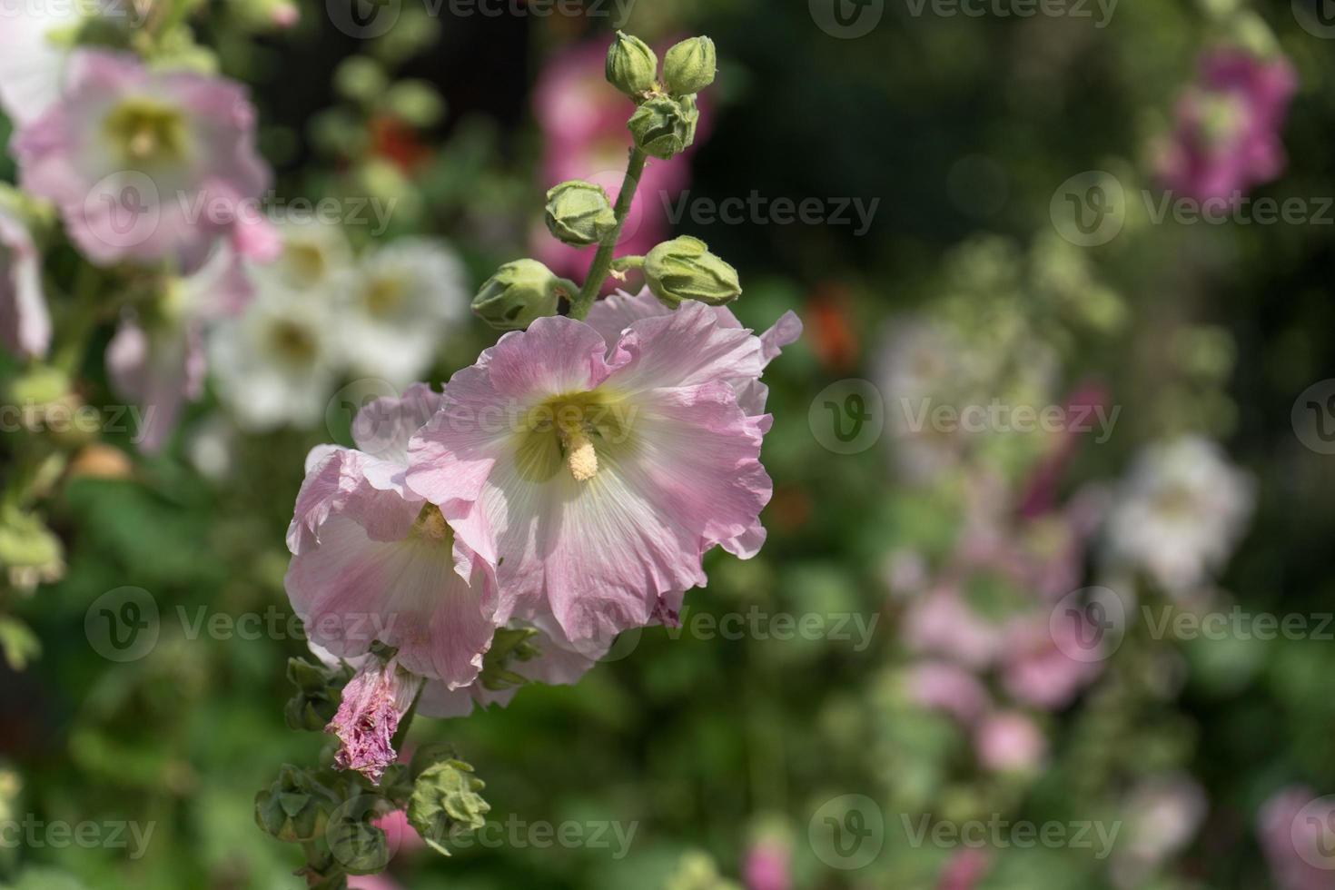 hibiscus of andere veldbloemen schoonheid in de natuur foto