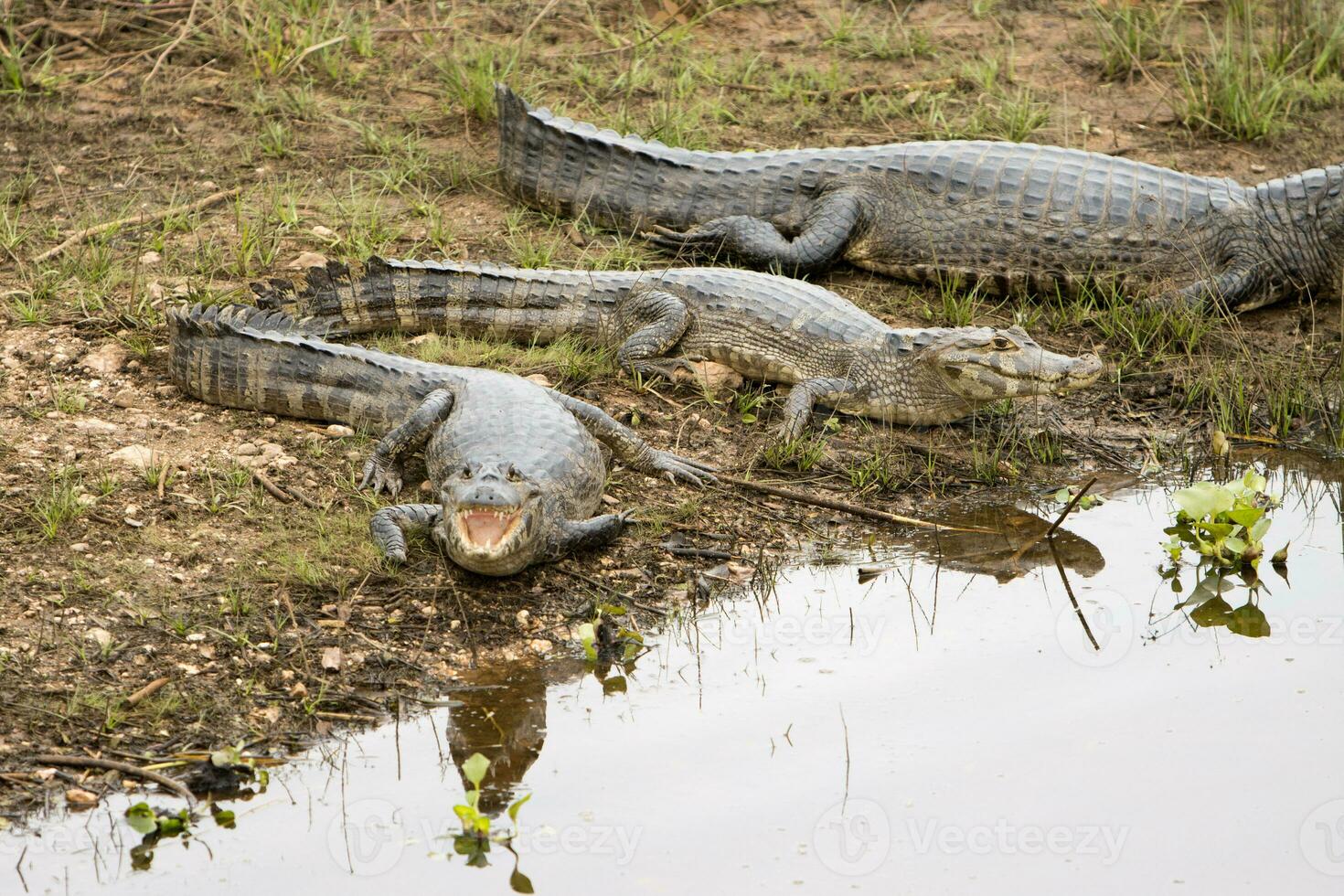 krokodillen in de wild van de wetlands of moerasgebieden bekend net zo de pantanal in mato grof, Brazilië foto