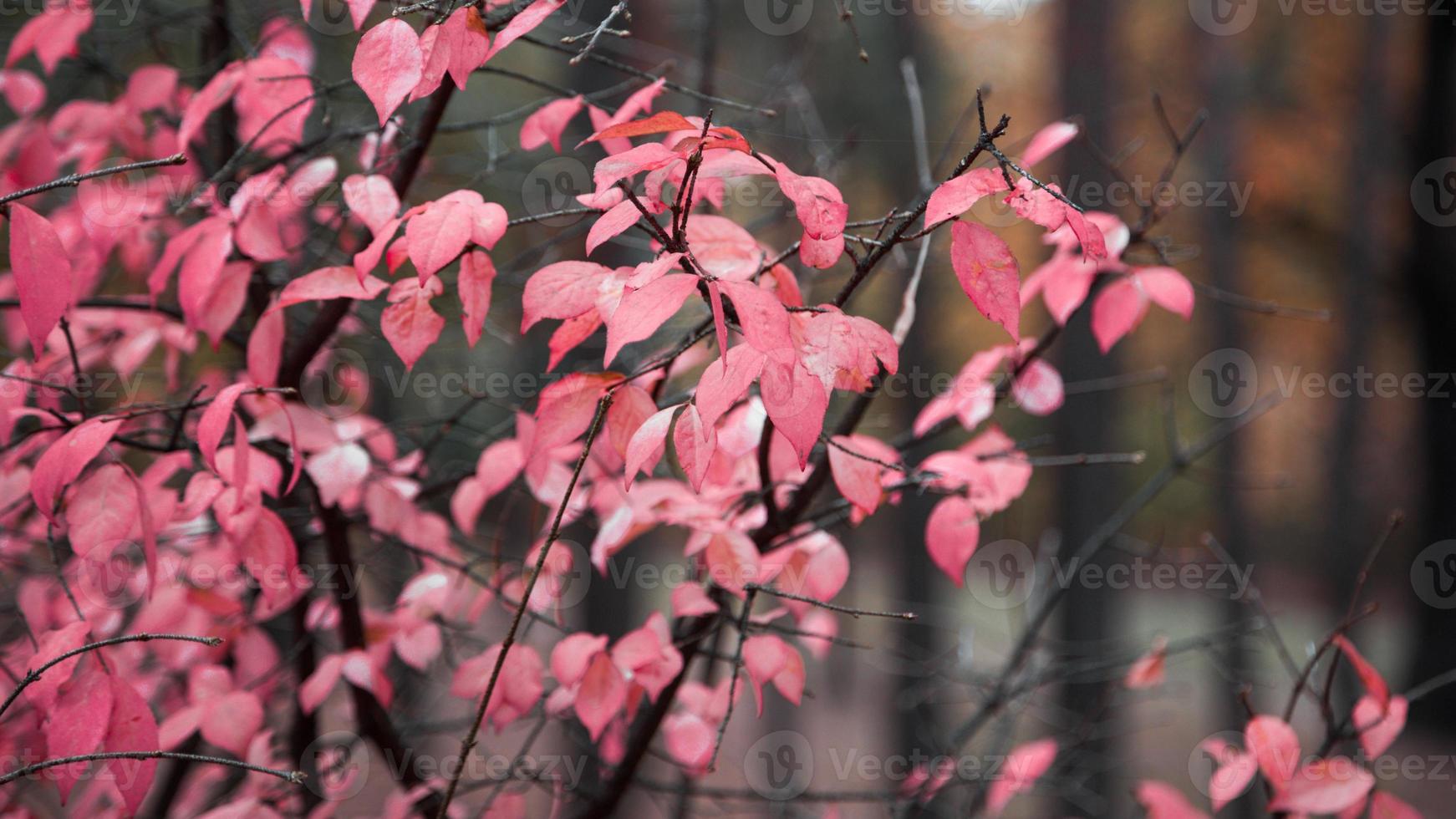 tak met rode en roze bladeren op de achtergrond van kale bomen foto