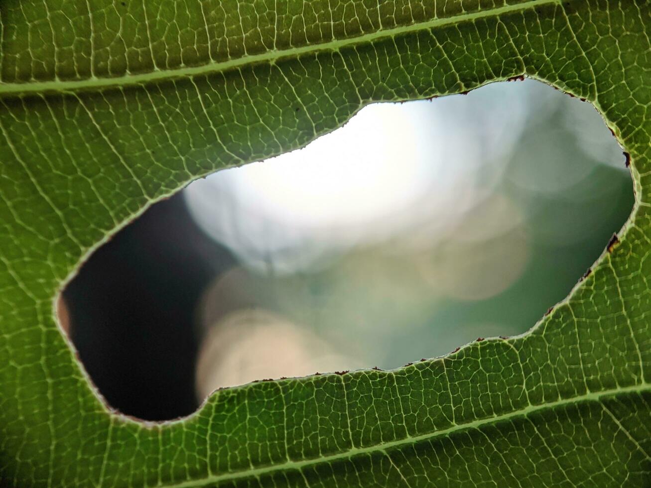 dichtbij omhoog, foto van blad structuur