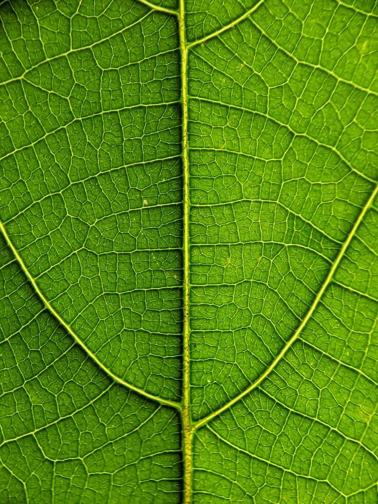 dichtbij omhoog, foto van blad structuur