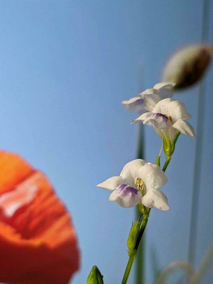 dichtbij omhoog, macro fotografie van planten, bloemen foto