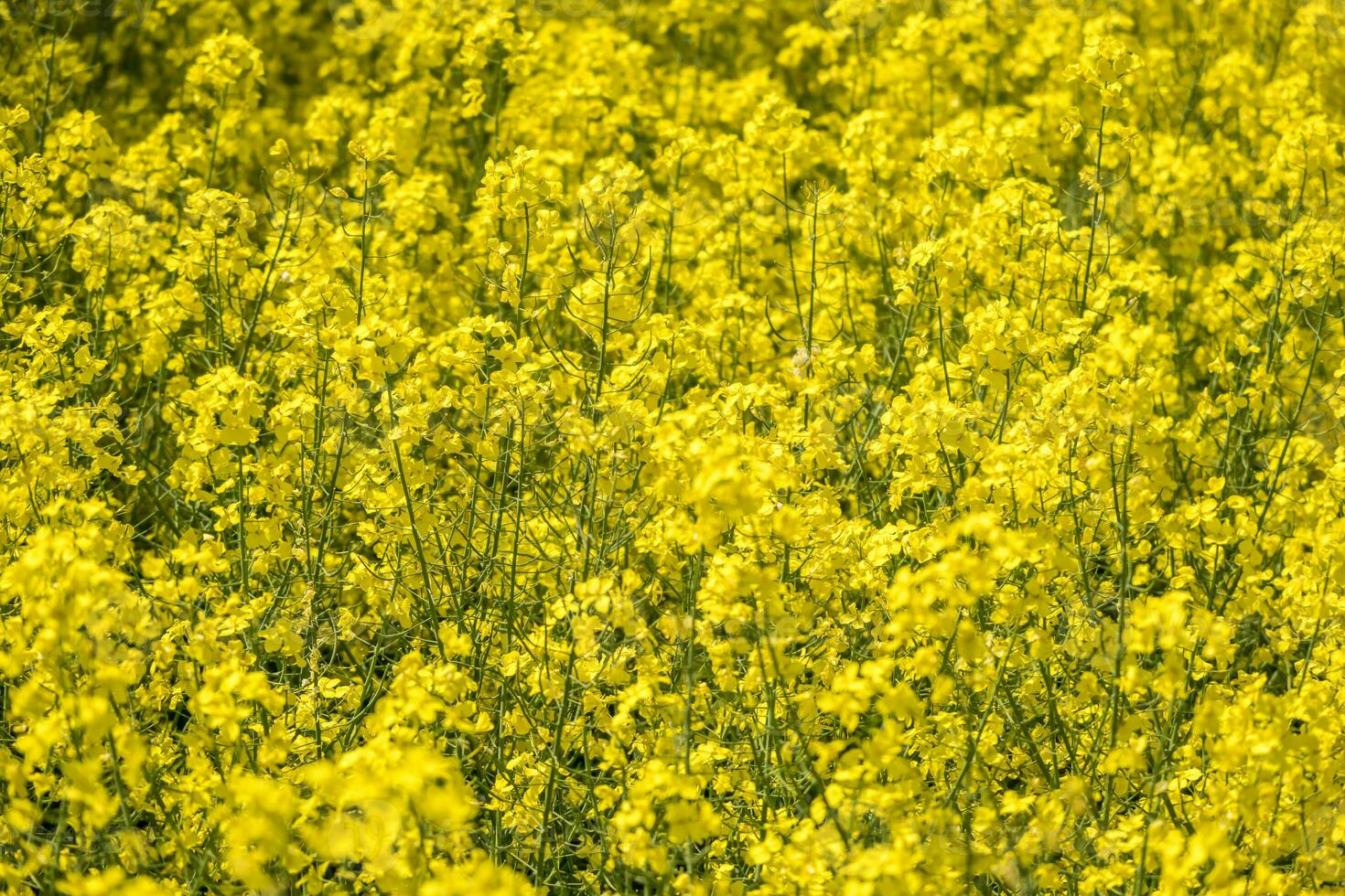 veld- van mooi lente gouden bloem van koolzaad, canola koolzaad in Latijns brassica napus, koolzaad is fabriek voor groen industrie foto
