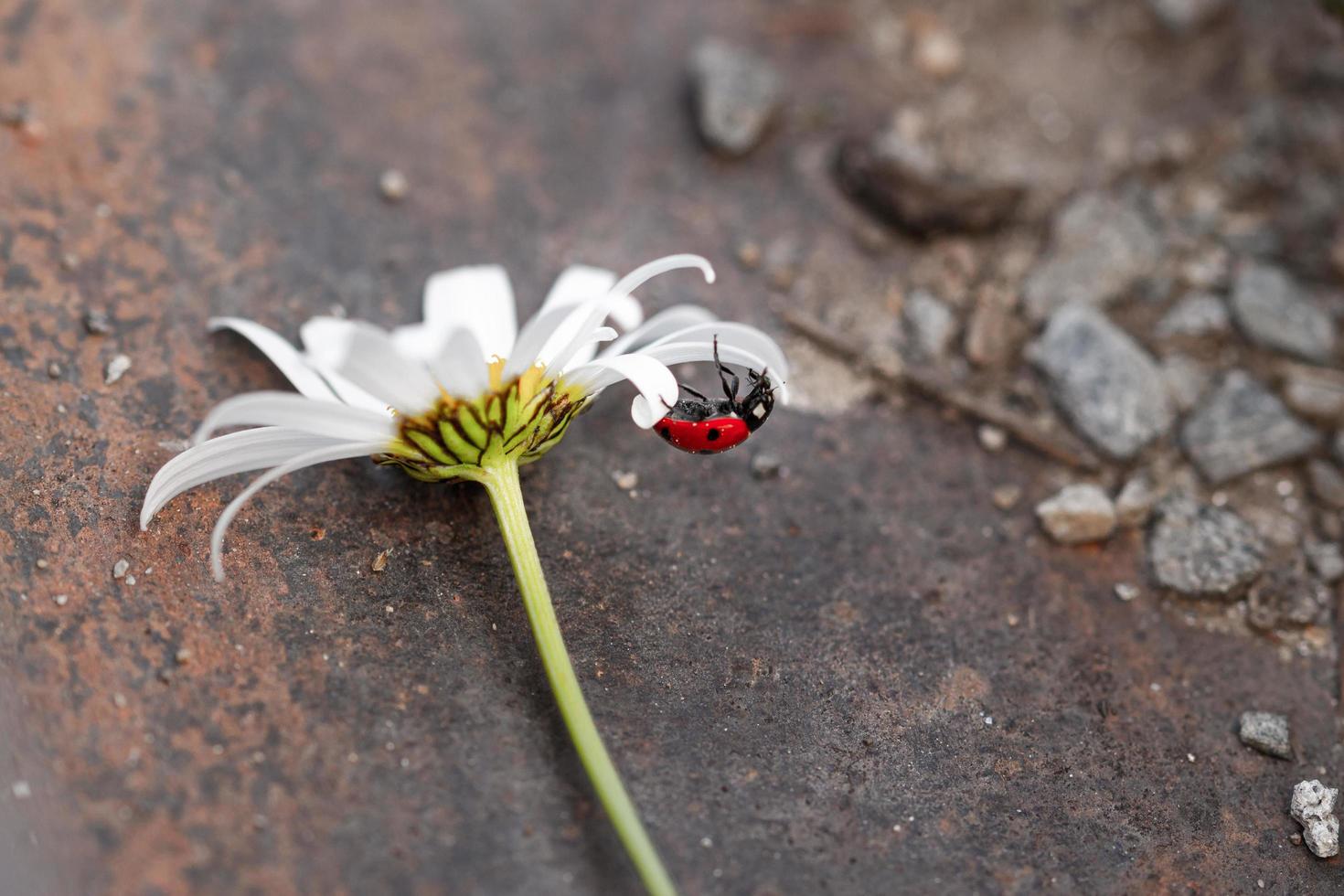 macro van een lieveheersbeestje coccinella hangend ondersteboven op een bloemblad van een madeliefje leucanthemum bloesem in bergweide in het zomerseizoen met kopie ruimte foto