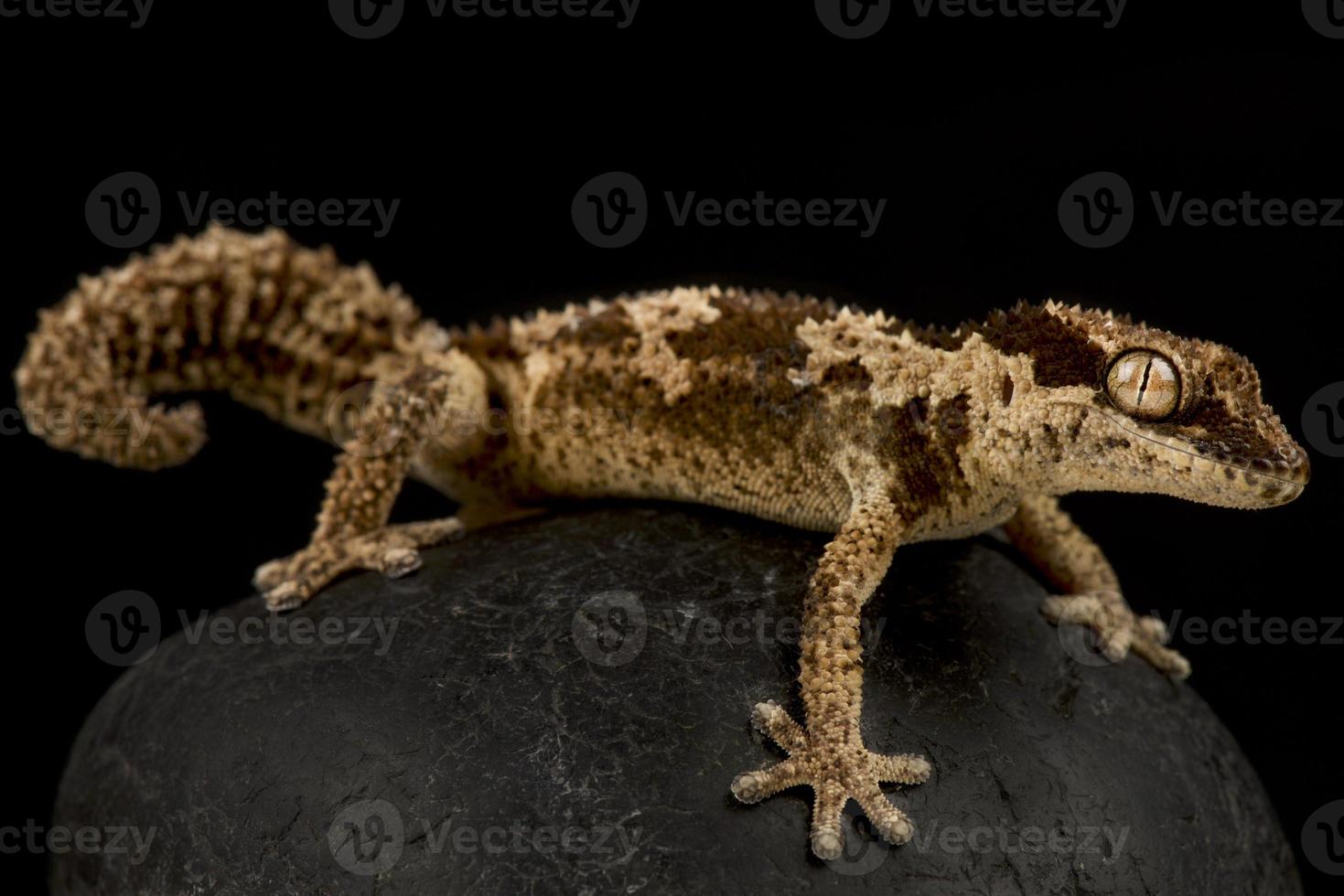 ruwe dik toed gekko pachydactylus rugosas foto
