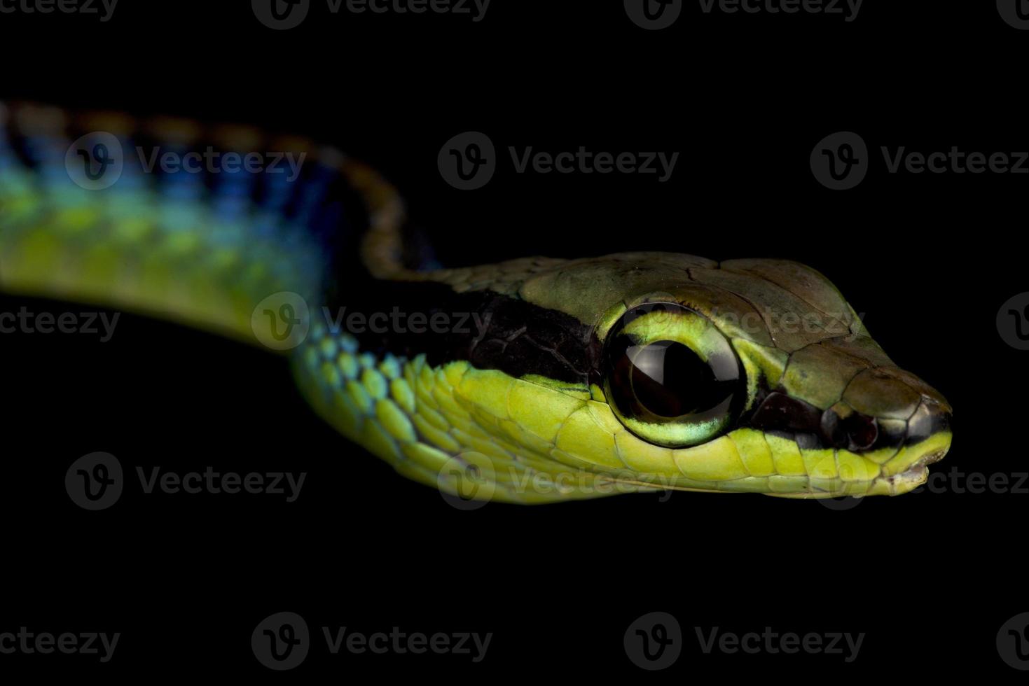 muren bronzeback dendrelaphis cyanochloris foto