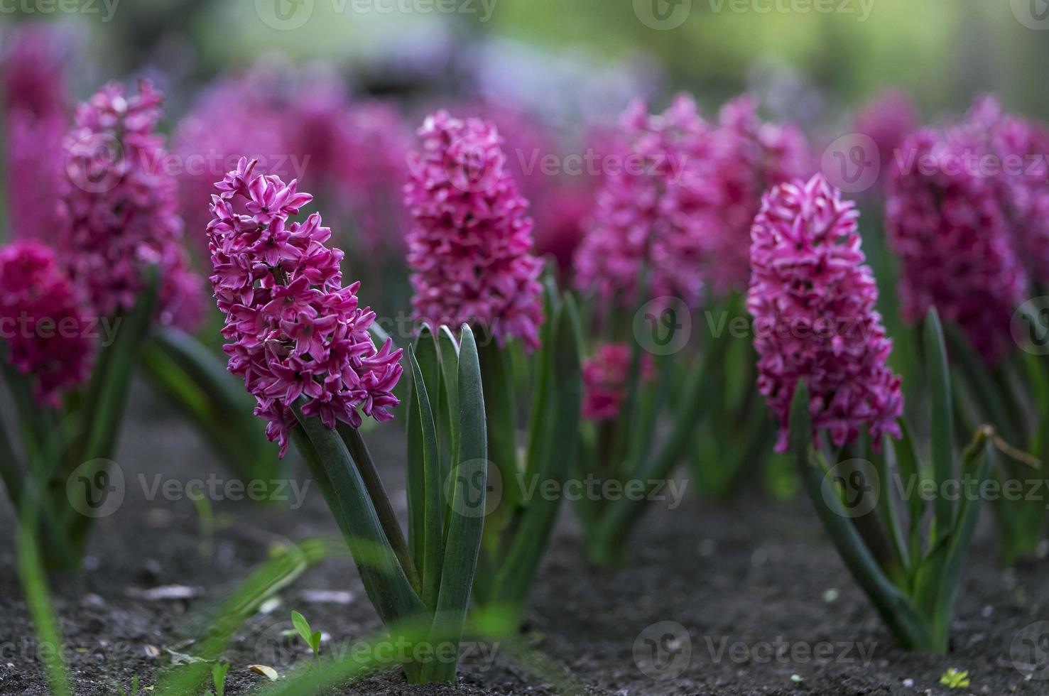 florale achtergrond met bloeiende gele tulpen op een bloembed en selectieve aandacht foto