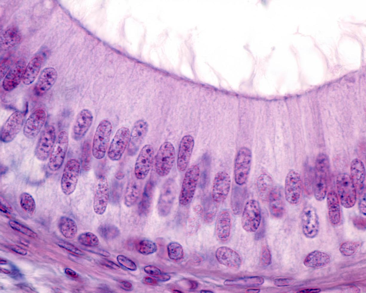 menselijk epididymis-epitheel foto