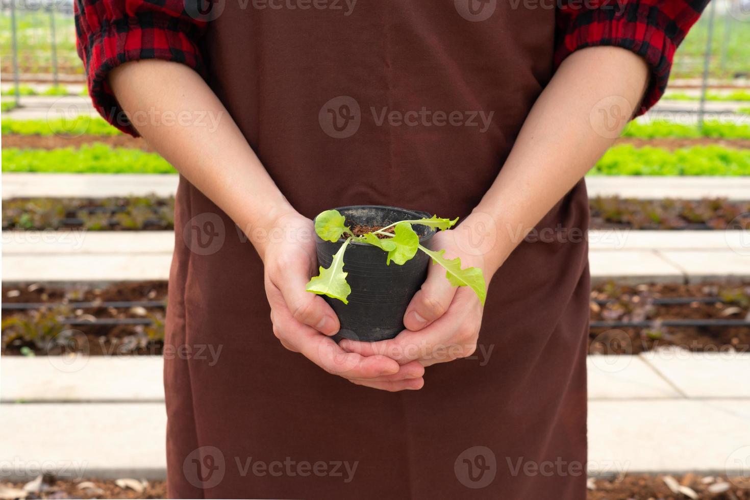 vrouw handen met een plant zaailing voor het kweken op het groentebed in de farm foto