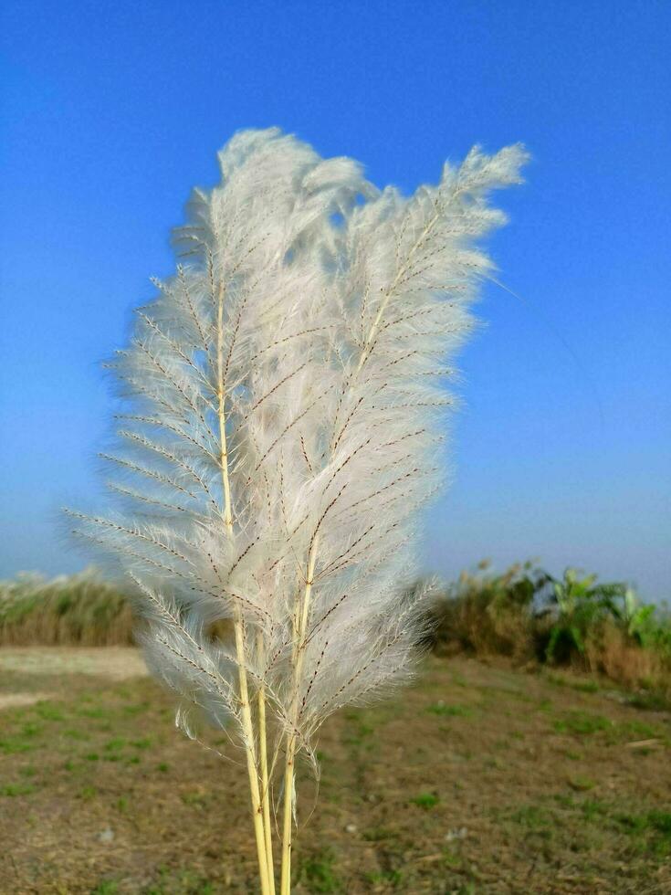 gras en lucht. sommige veer zijn alleen maar vliegend in lucht. mooi veer vliegend moment foto