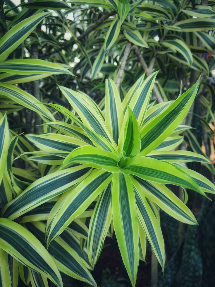 spin fabriek of Parijse lelie is een fabriek met de Latijns naam chlorophytum comosum foto