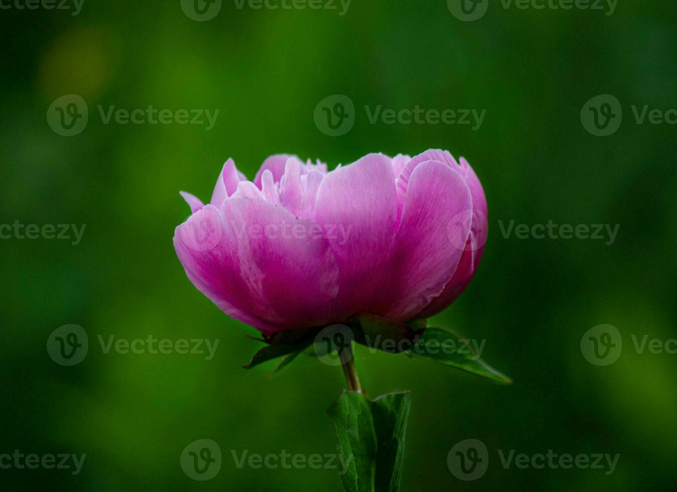 roze pioen in de tuin Aan een groen achtergrond. foto