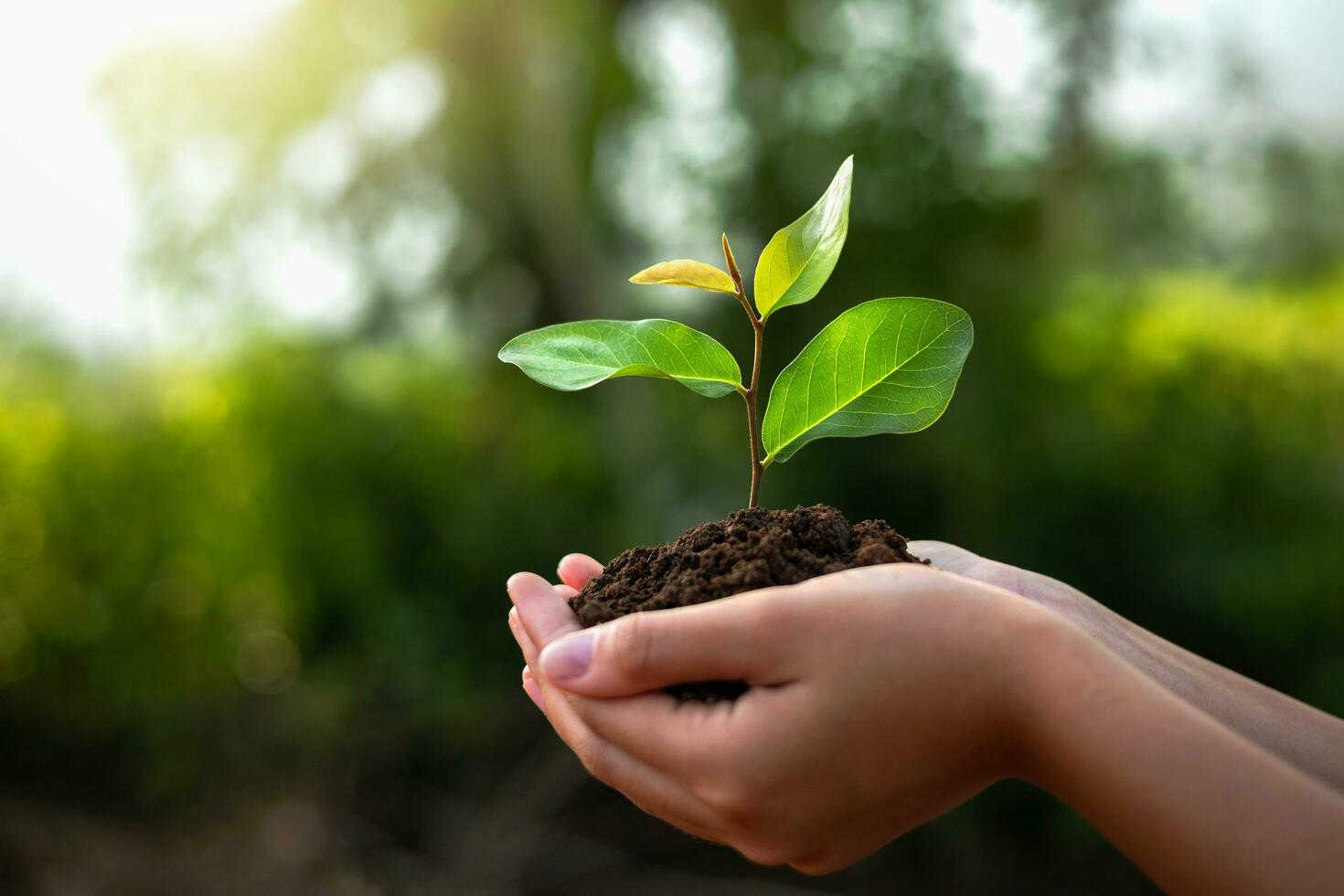 eco aarde dag concept. hand- vasthouden groot boom groeit Aan groen achtergrond foto