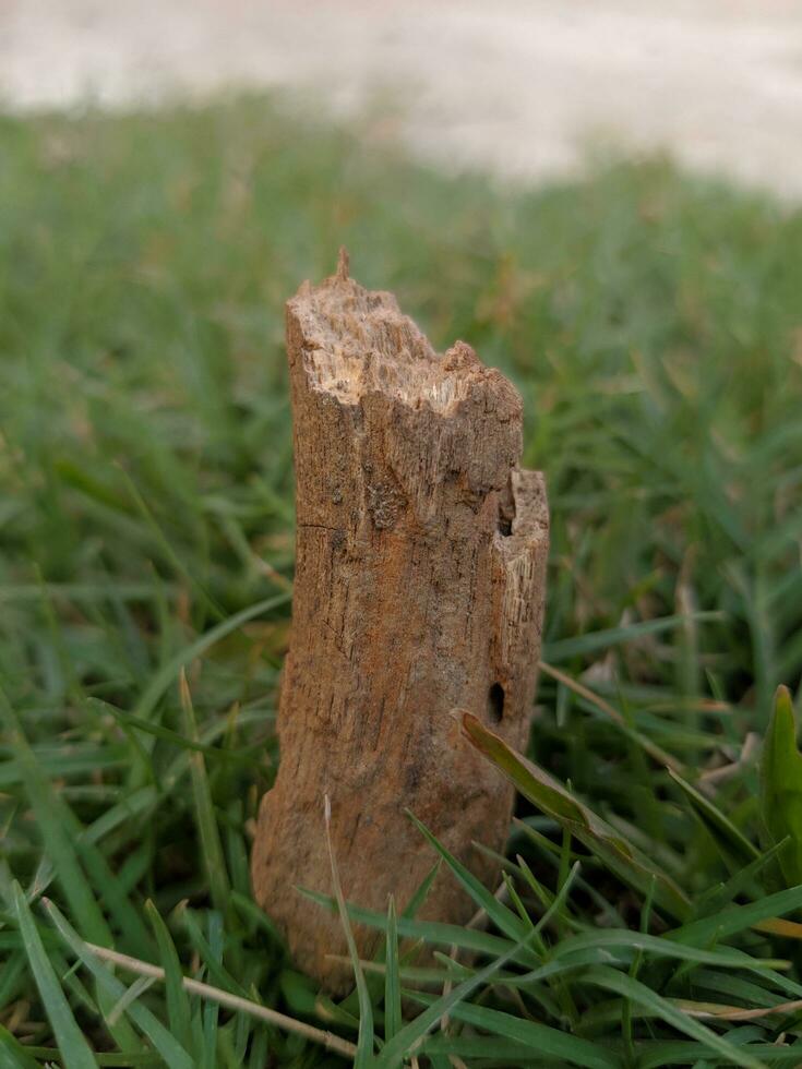 natuurlijk schoonheid vrij downloaden foto