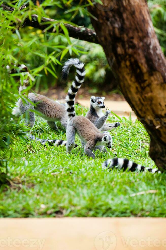 ringstaart lemur in gevangenschap. lemur catta foto