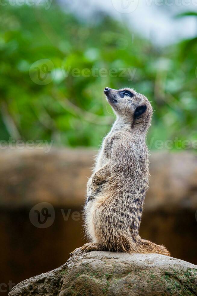 meerkat schildwacht. suricata suricatta foto