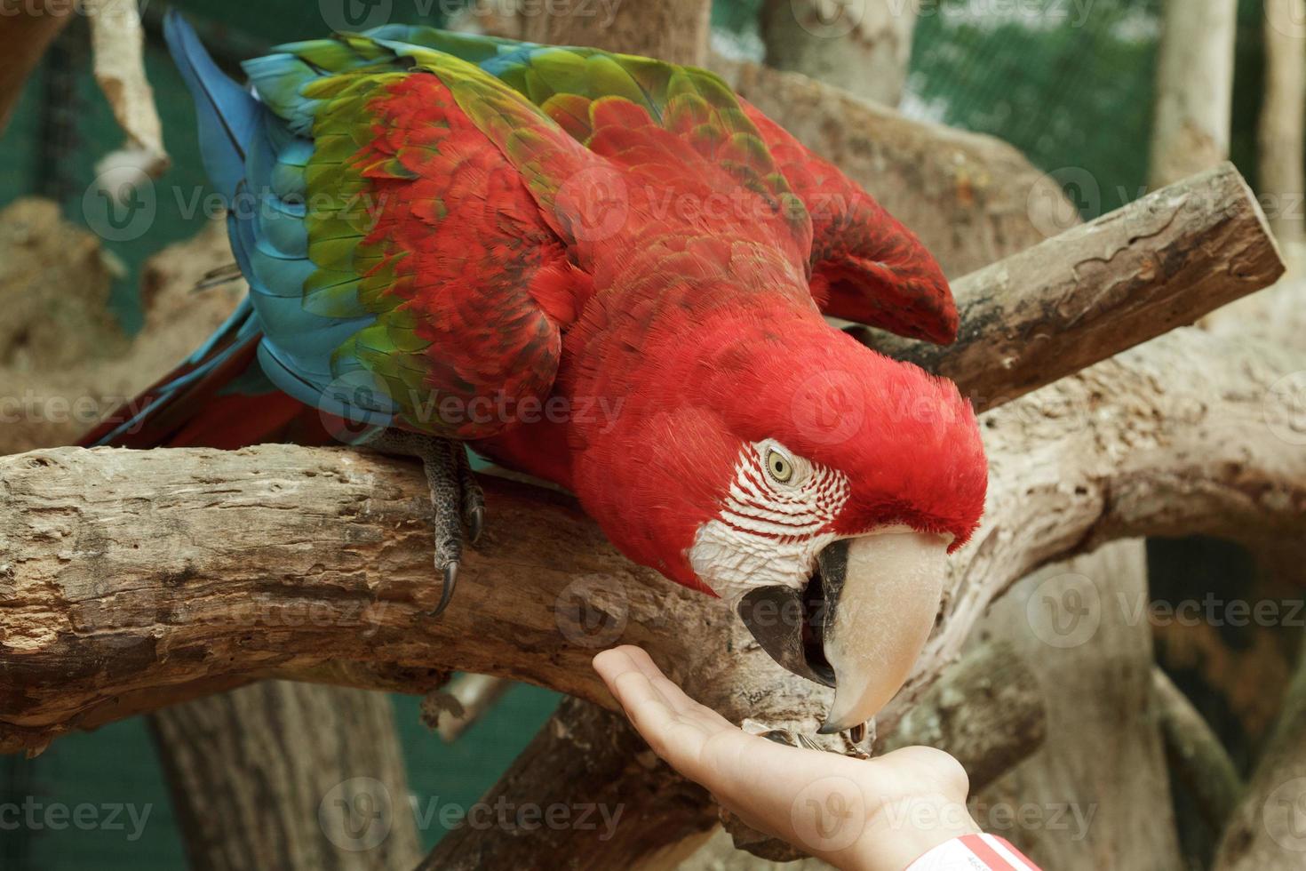 het voeren van ara macao papegaai uit de hand foto