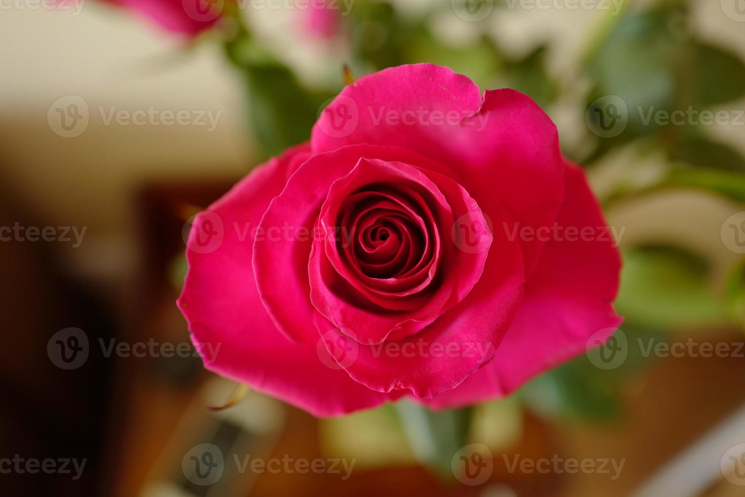 roze roze bloemknop close-up foto