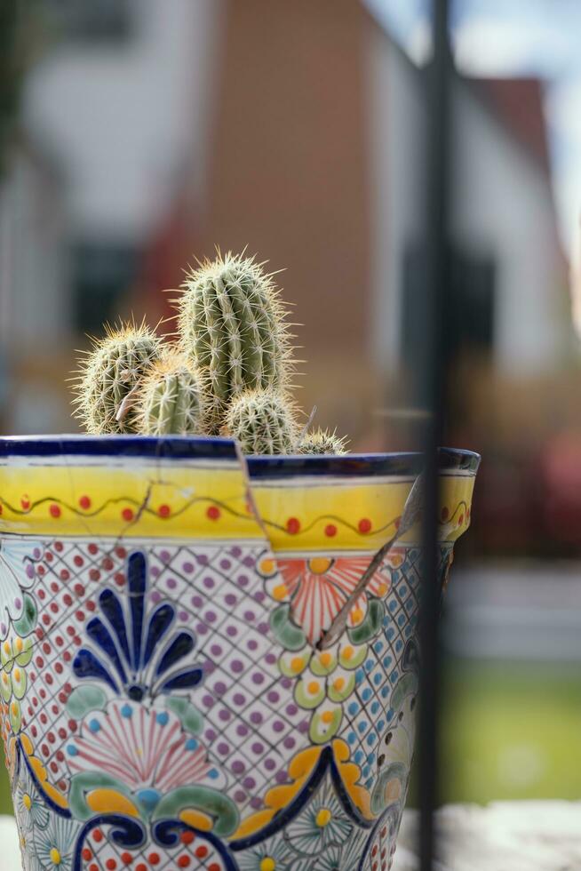 schattig cactus in een pot in boise Idaho foto