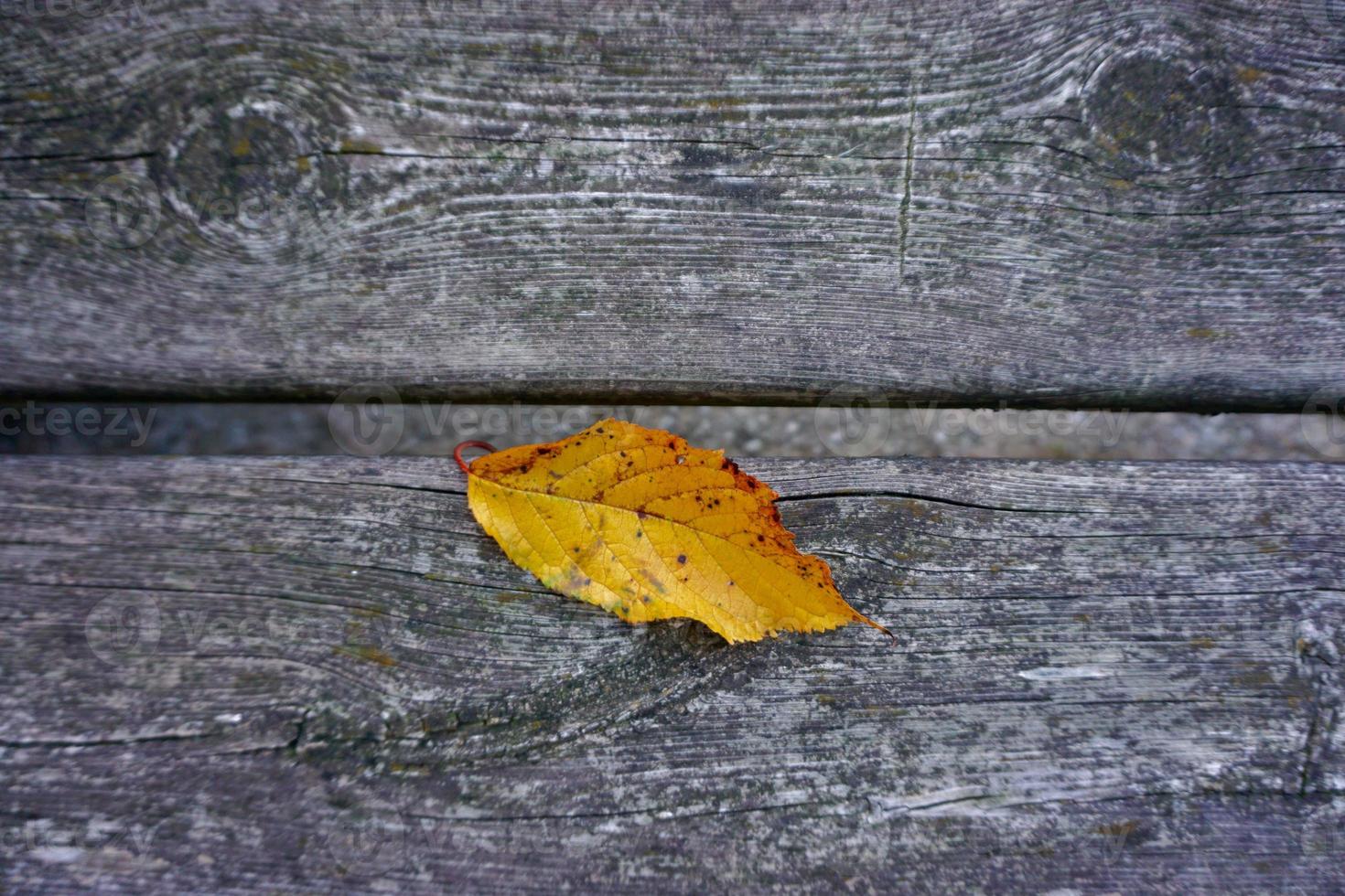 geel blad in de herfst foto