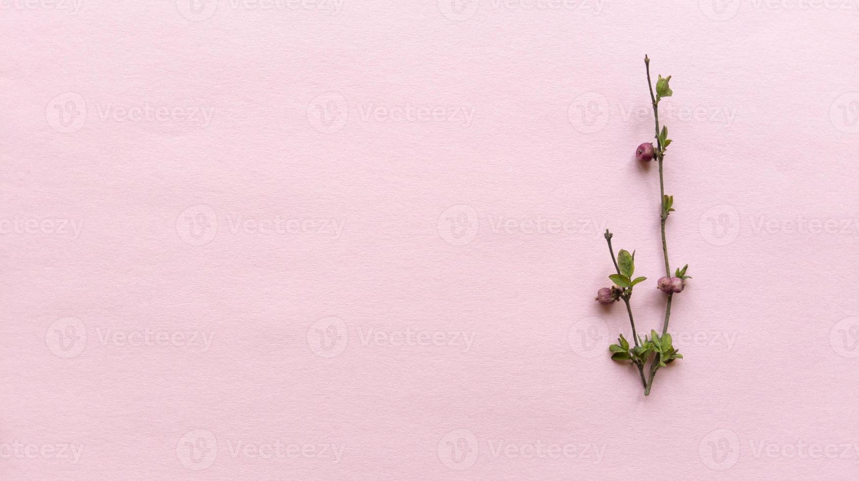 minimalistische takken met bladeren en bessen op een licht roze kleur achtergrond met pastel textuur eenvoudig plat leggen met kopie ruimte floral concept stock foto