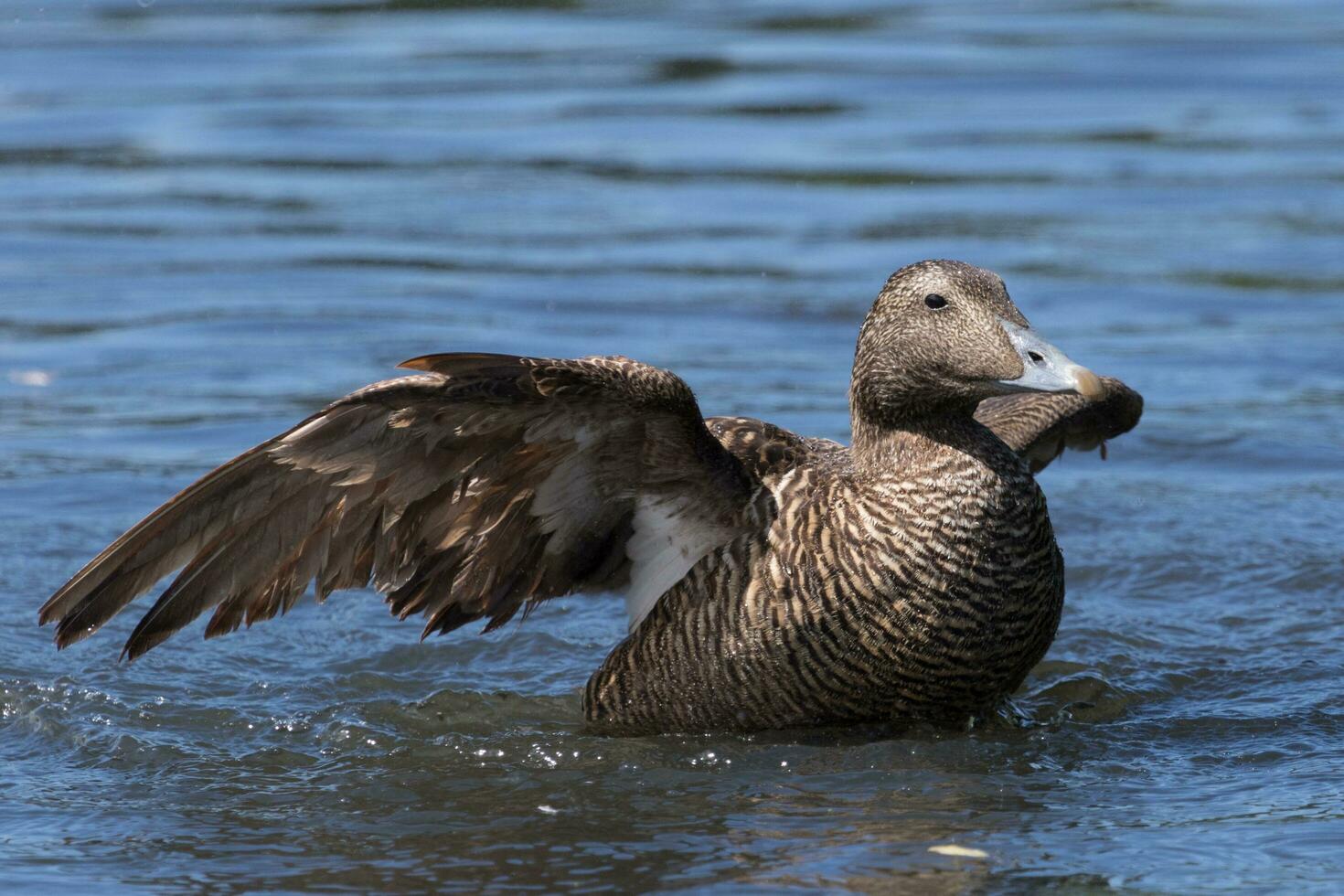 gemeenschappelijk eider in Engeland foto