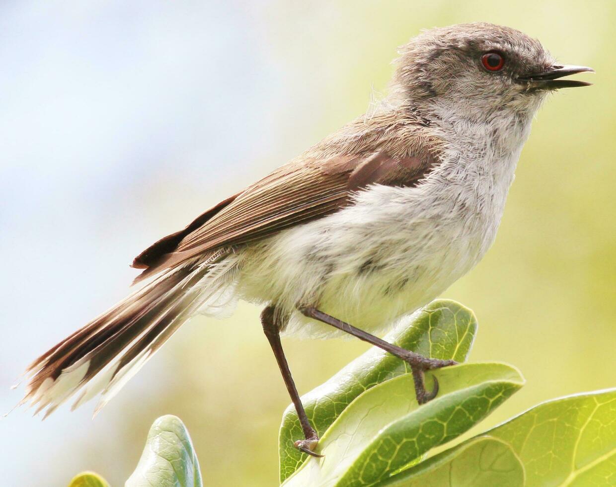 grijs grasmus gerygone van nieuw Zeeland foto