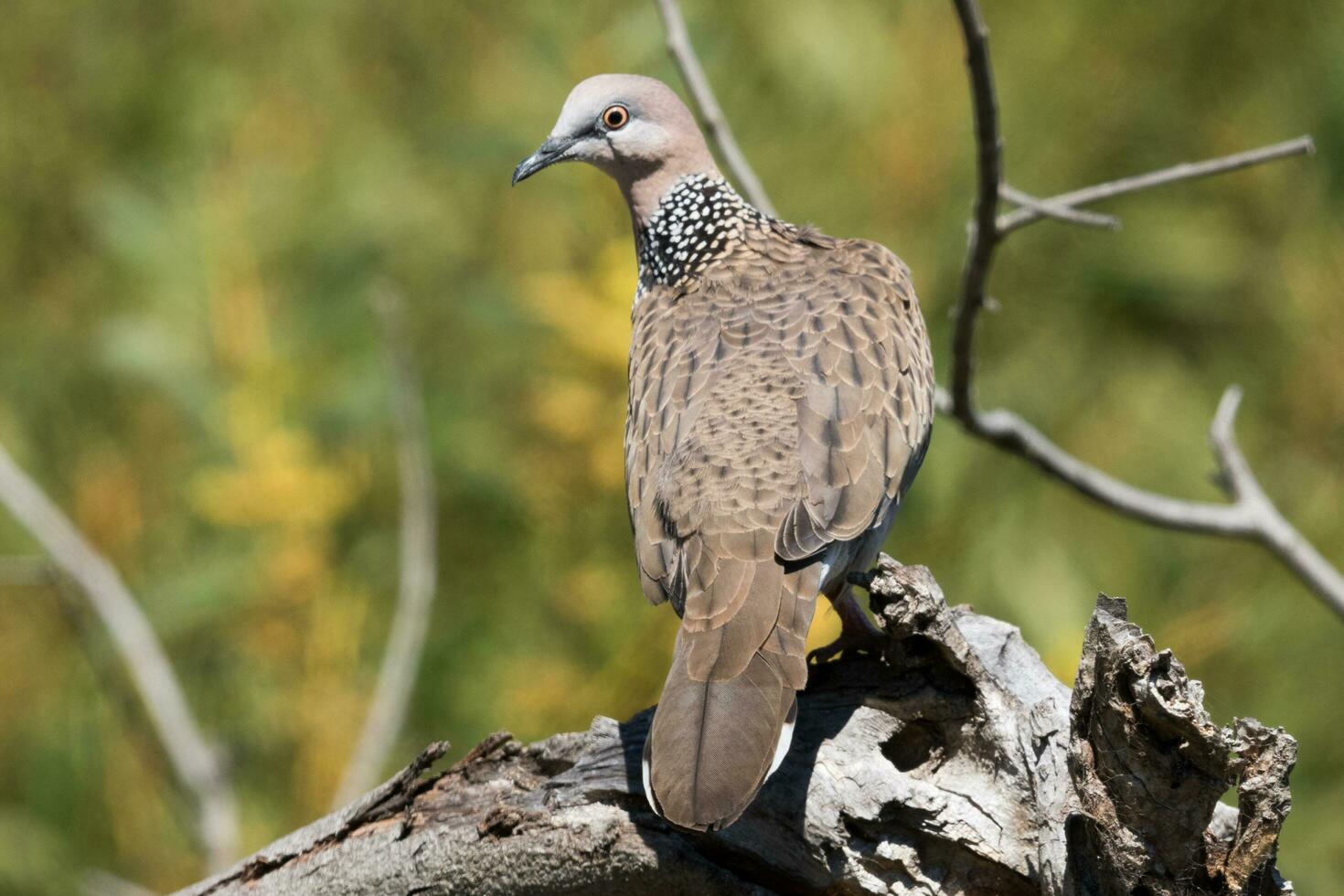 gevlekte duif in Australië foto