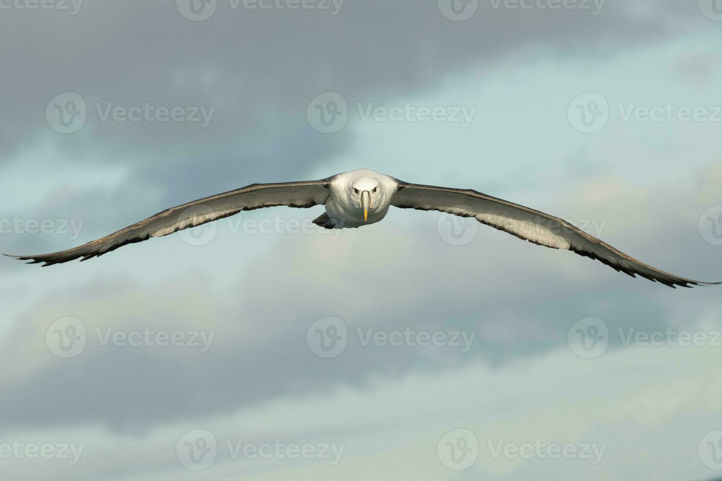 witgekapt mollymawk albatros foto