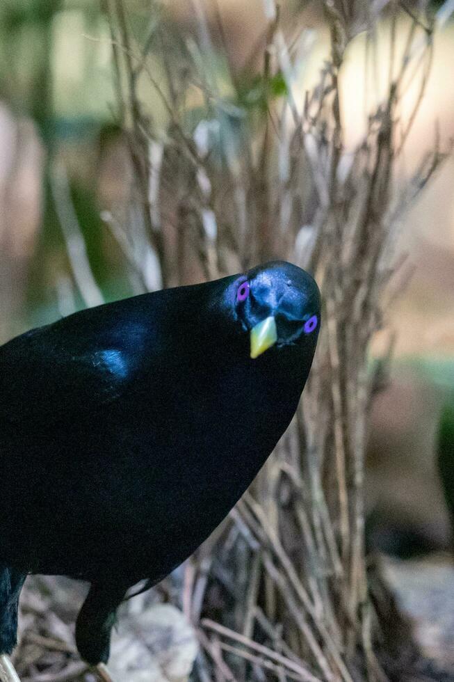 satijn prieelvogel in Australië foto