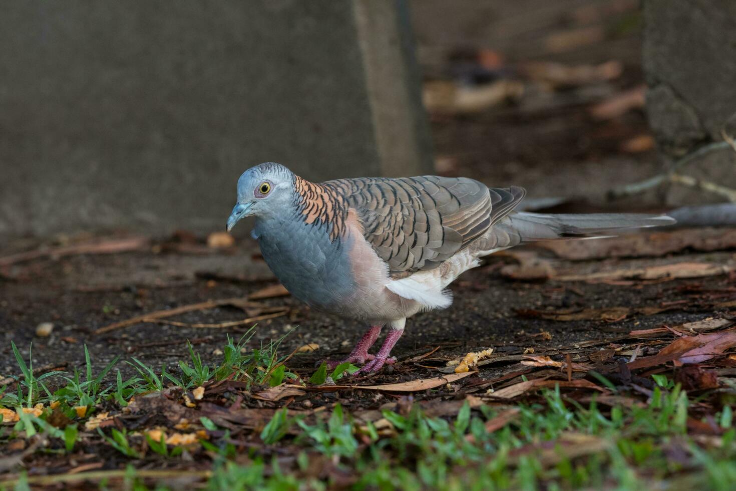 geschouderd duif in Australië foto