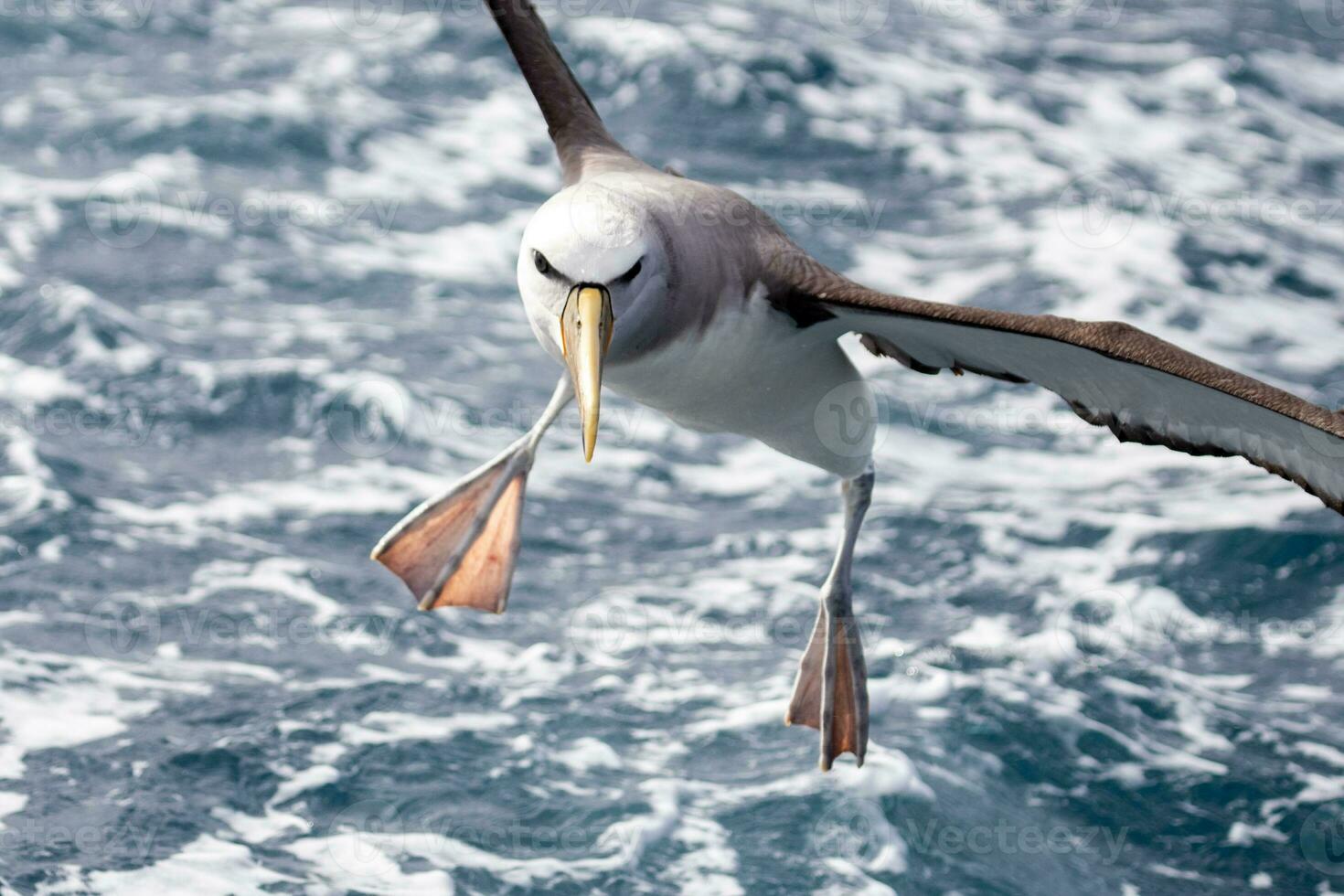 salvin's mollymawk albatros foto