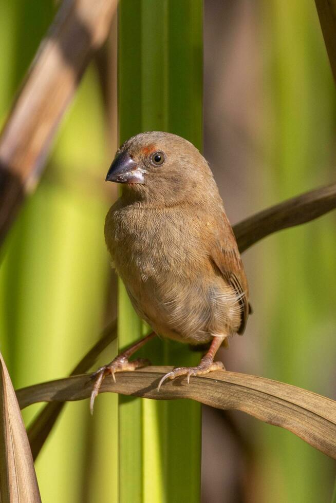 karmozijn vink in Australië foto