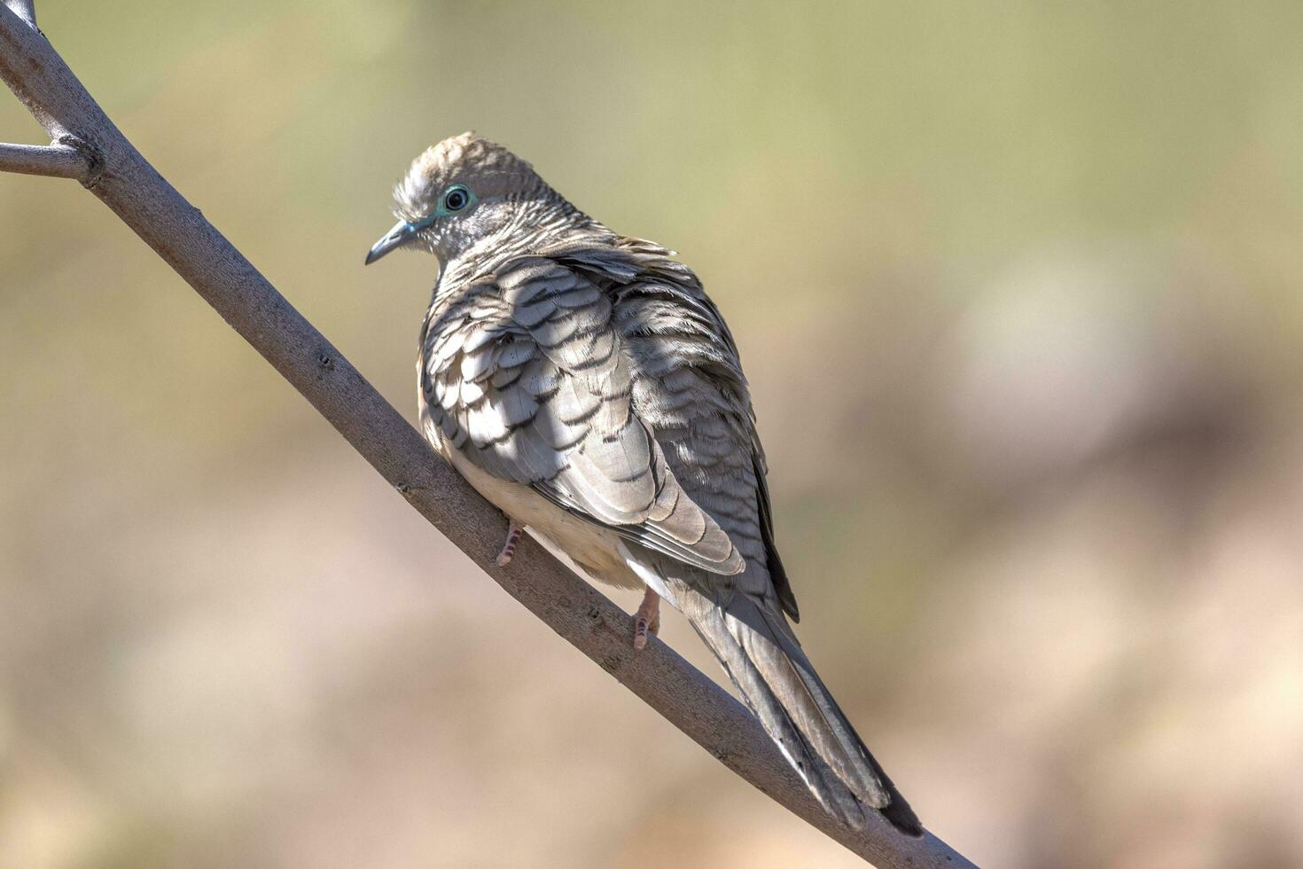 vredig duif in Australië foto