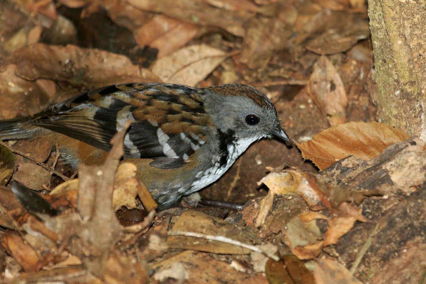 Australisch logrunner in Australië foto