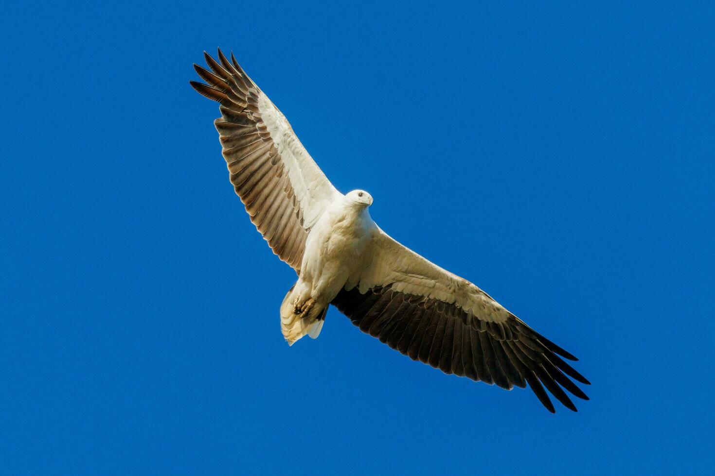 witbuik zee adelaar in Australië foto