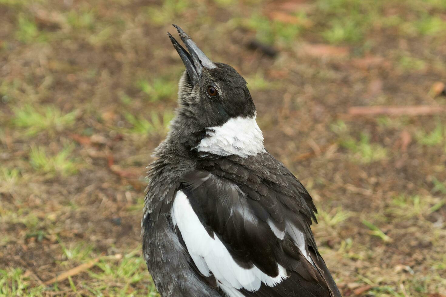 Australisch ekster in Australië foto