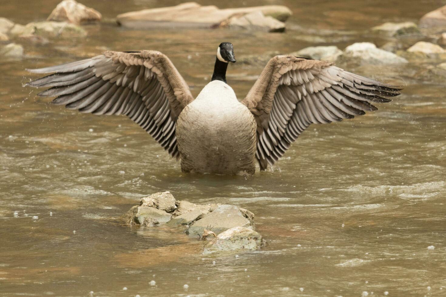 Canada gans in australasia foto