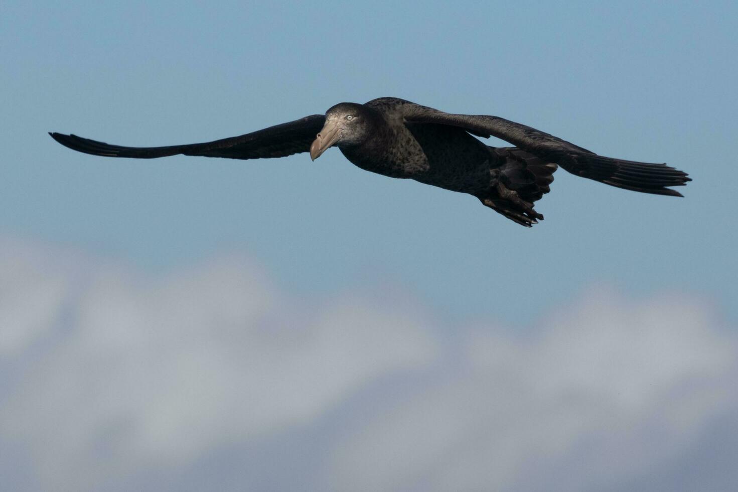 noordelijk reusachtig stormvogel foto