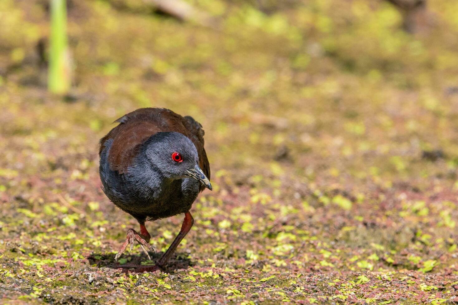 vlekkeloos crake in australasia foto