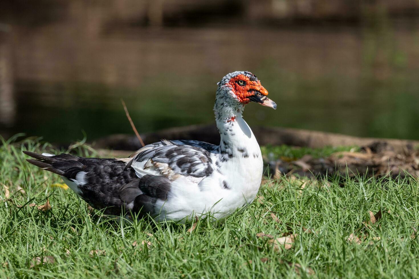 Barbarijse eend in australasia foto